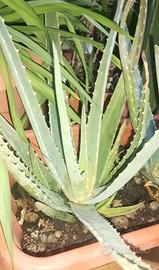 pianta aloe vera radicata