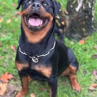 Rottweiler cucciolona