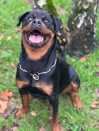 Rottweiler cucciolona