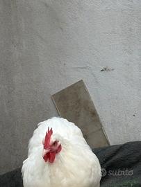 Galline
