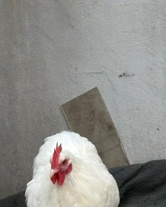 Galline