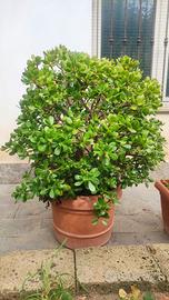 Crassula