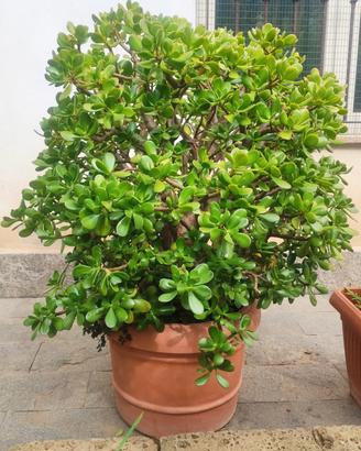 Crassula