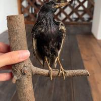 Taxidermy Bird Starling Real