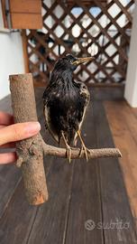 Taxidermy Bird Starling Real