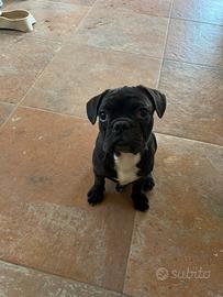 Cucciolo bulldog francese