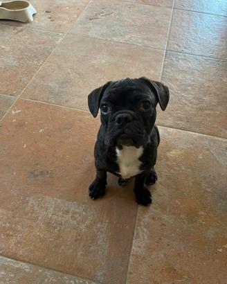 Cucciolo bulldog francese