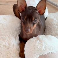 Pinscher Chihuahua Prazsky