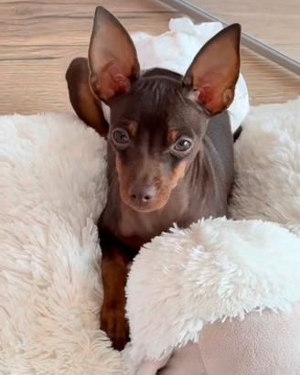 Pinscher Chihuahua Prazsky