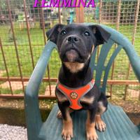 Meravigliosi cuccioli da adottare