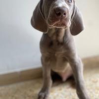 Weimaraner