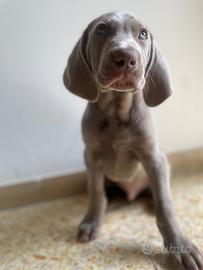 Weimaraner