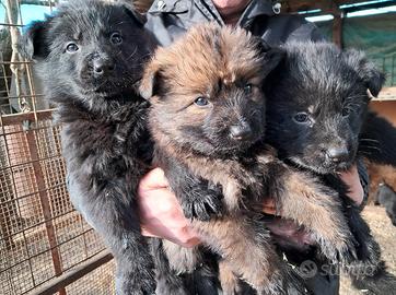 Cuccioli Pastore Tedesco