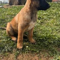 Pastore Belga Malinois
