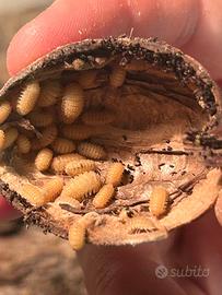 Colonia starter Cristarmadillidium muricatum