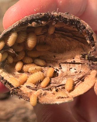 Colonia starter Cristarmadillidium muricatum