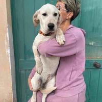 Simil labrador cane cucciolo bianco panna
