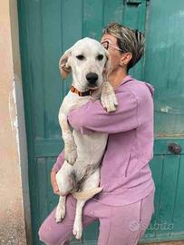 Simil labrador cane cucciolo bianco panna