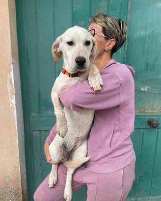 Simil labrador cane cucciolo bianco panna