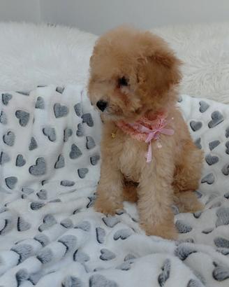 Cucciola barboncino femmina 