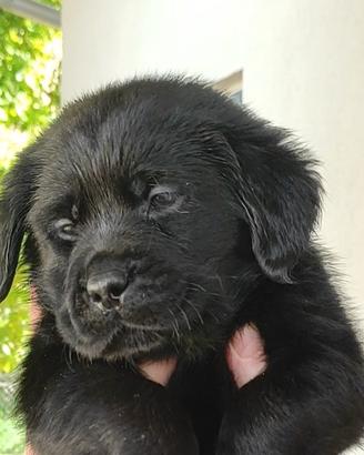 Cuccioli Labrador neri
