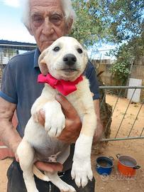 Cuccioli in adozione