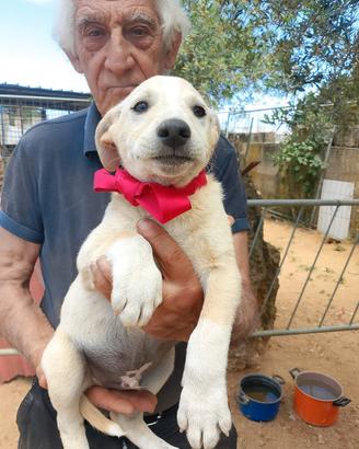 Cuccioli in adozione