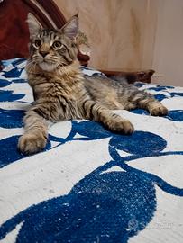 Maine coon cucciolo