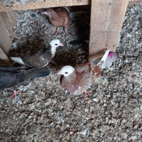 Piccioni da alto volo