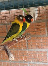 Inseparabile Personatus