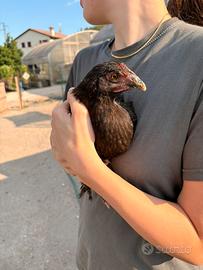 2 galline e 1 gallo