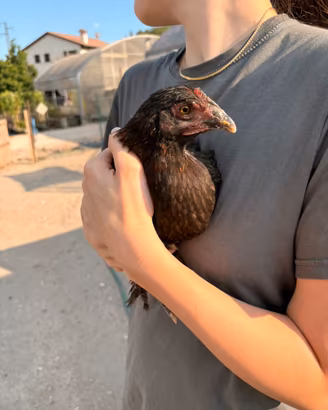 2 galline e 1 gallo