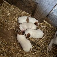 Cuccioli di jack Russel zampa corta