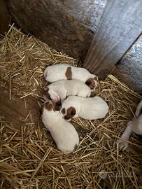 Cuccioli di jack Russel zampa corta
