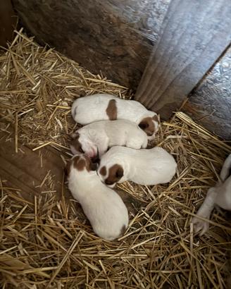 Cuccioli di jack Russel zampa corta