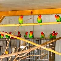 Inseparabili Fischer