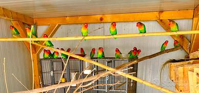 Inseparabili Fischer