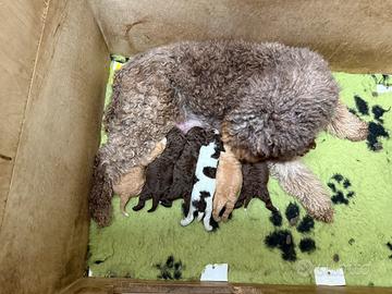 Lagotto romagnolo, maschio disponibile roano mare