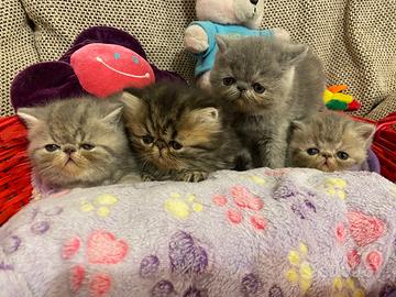 Gattini Exotic Shorthair e Persiani