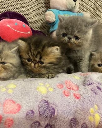 Gattini Exotic Shorthair e Persiani
