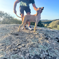 Cuccioli di segugio italiano pelo raso fulvo