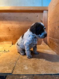 Cuccioli di lagotto romagnolo