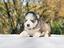 Immagine 4