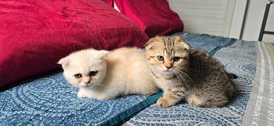 Cucciole di Scottish Fold