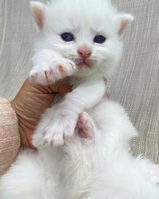 Gattina bianca simil siberiano