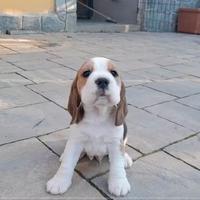 Beagle cuccioli