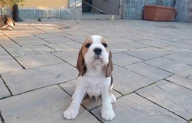 Beagle cuccioli