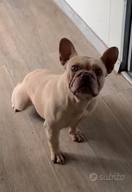 Bouledogue Francese maschio Isabella Tan