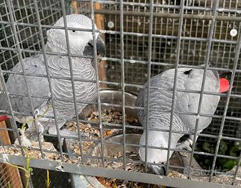 COPPIA DI CENERINI PREZZO PER LA COPPIA