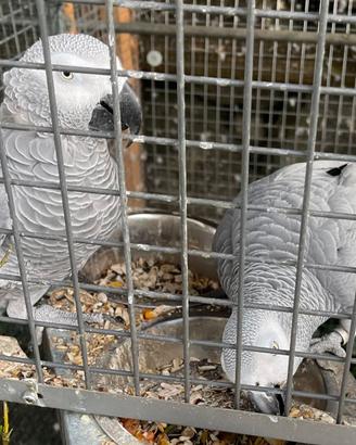 COPPIA DI CENERINI PREZZO PER LA COPPIA